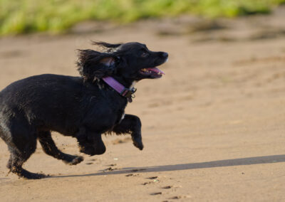 black and white sprocker running action shot