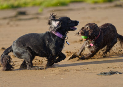 dogs playing chase on the beach