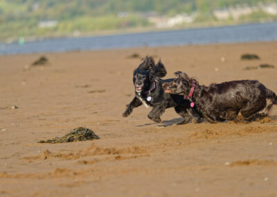 Lovely day for fun and games