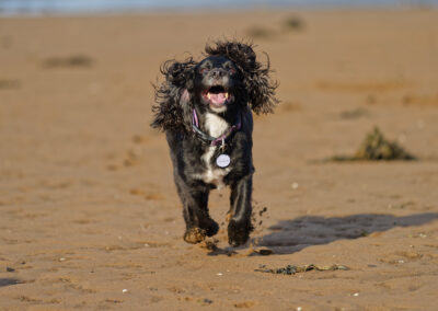 dog running over
