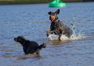 Doberman retrieving a ball from a river