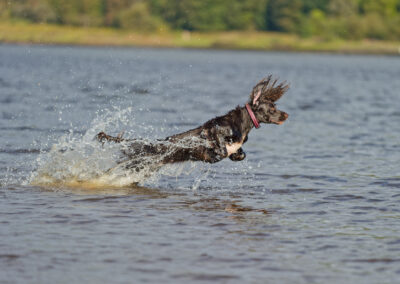 Dog leaping in a river