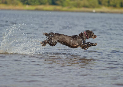 dog jumps out of a river to get a ball