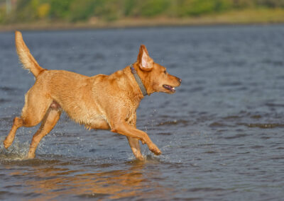 red fox labrador running in a river