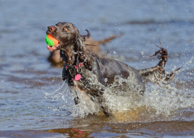 cocker spaniel running out of a river with a ball