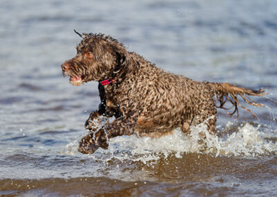 cockapoo coming out of a river