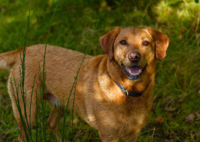 labrador under shade with some dappled light shining on her