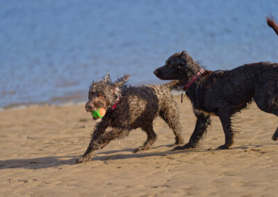 cocker spaniel chasing a cockapoo thats got a ball