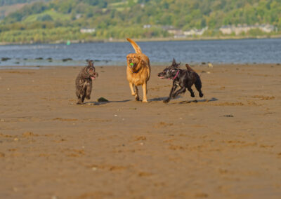 three dogs on the beach sharing a ball