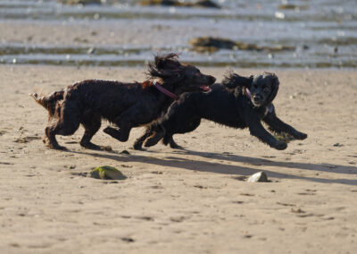 cocker spaniel and sprocker dog running on the beach