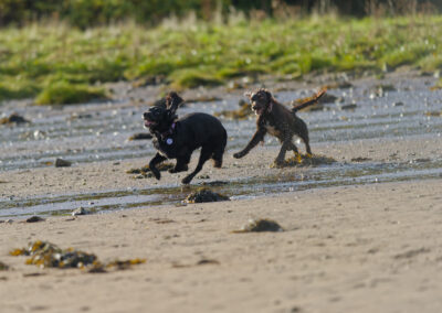 black sprocker being chased by a chocolate cocker spaniel