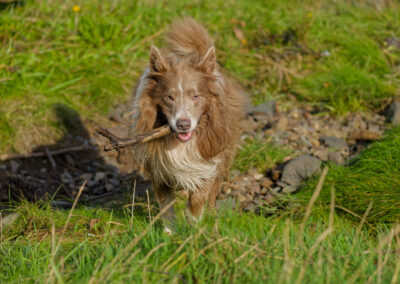 border collie carrying a stick