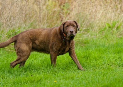 big chunky chocolate labrador