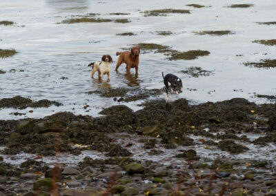 three dogs stand in the river clyde at Parklea, Port Glasgow