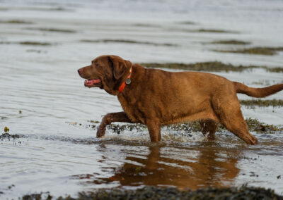chocolate labrador walking into a river
