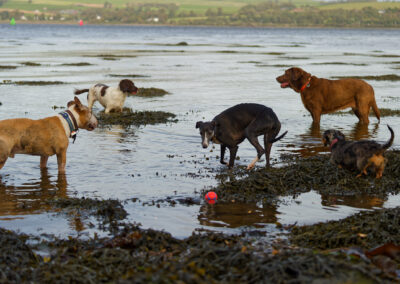 5 dogs standing in a river