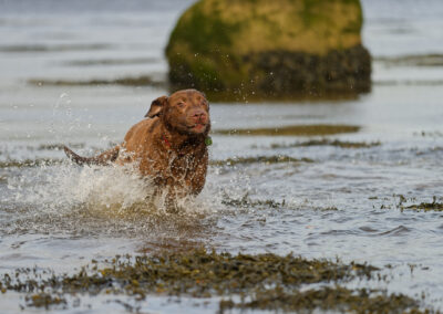 choc Labrador running in a river