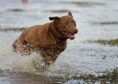 chocolate Labrador charging through water