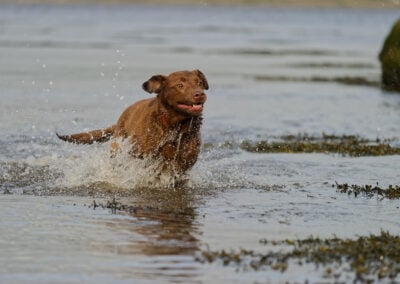 happy choc labrador running in a river