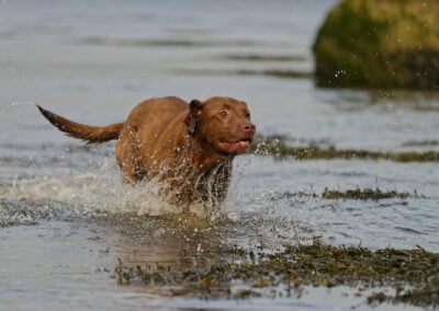 Labrador charging through a river