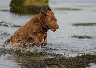 labrador leaping through water