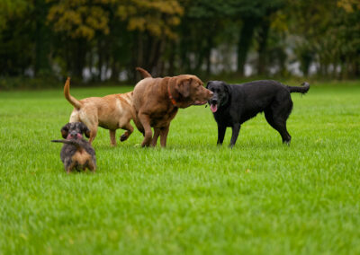 4 dogs on a playing field