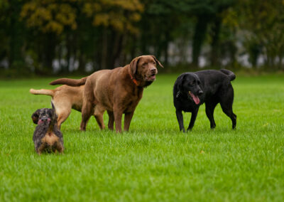 four dogs on the playing fields of parklea, port glasgow