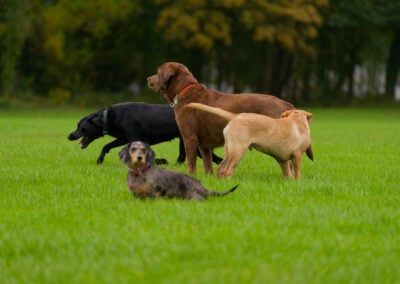 4 dogs in a group