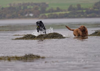 black labrador leaping over rocks in a river