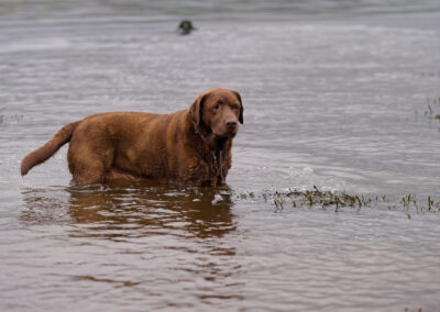 chocolate labrador staning in a river
