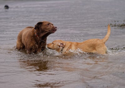 black Labrador dog and a red fox labrador puppy in a river
