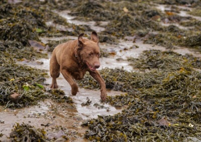 chocolate labrador doing zoomies on the beach