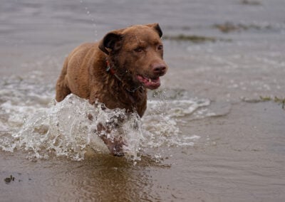 chocolate labrador charging through water