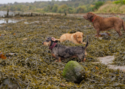 dogs on the beach at Parklea in Port Glasgow