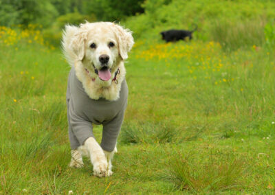 old golden retriever