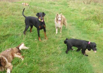 a pack of dogs