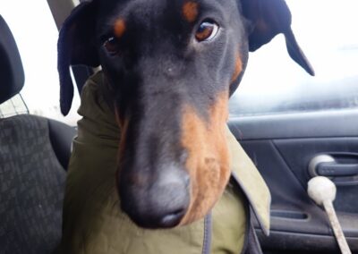 doberman in front seat of car