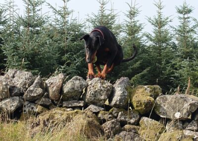doberman jumping over a wall