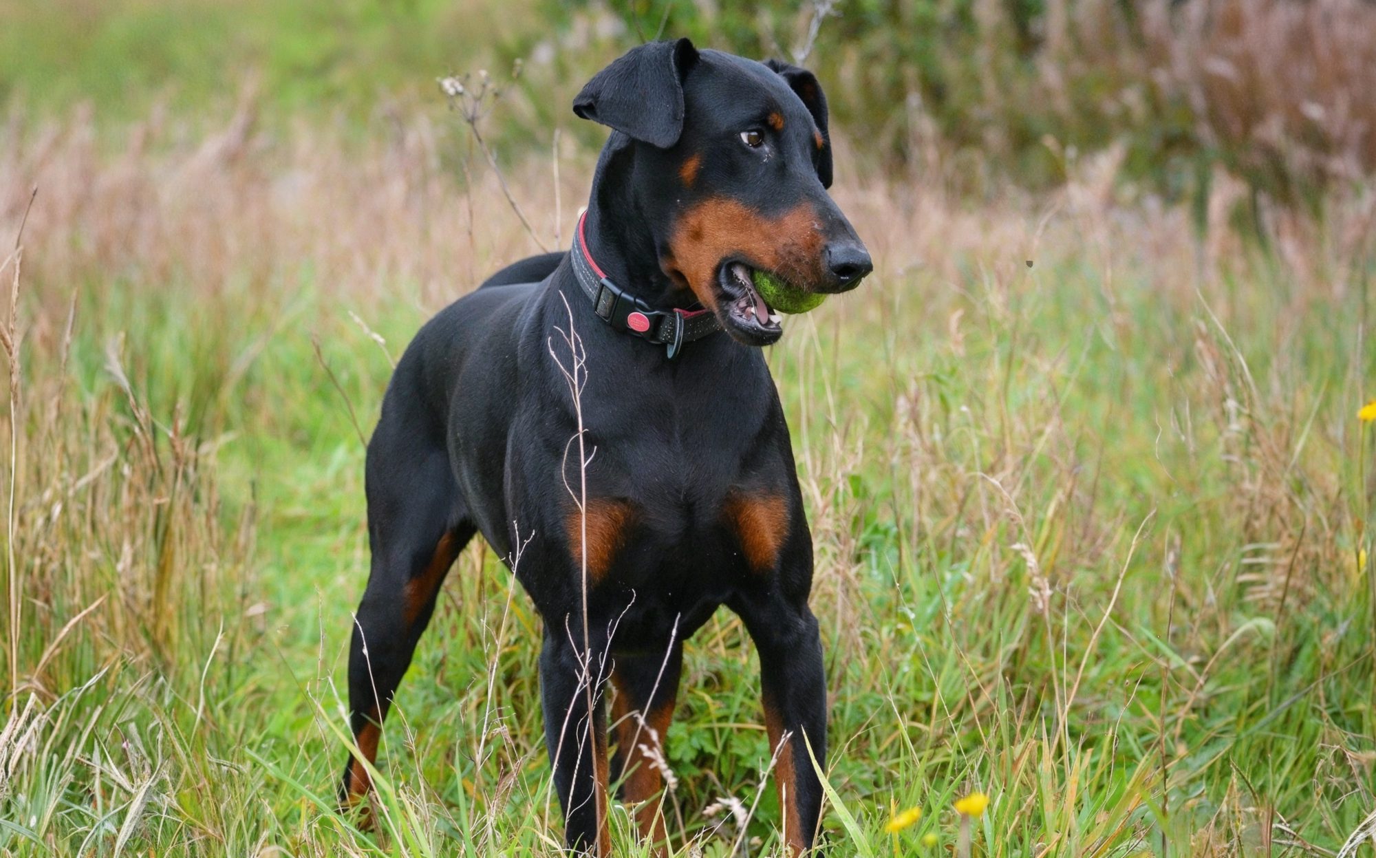doberman posing