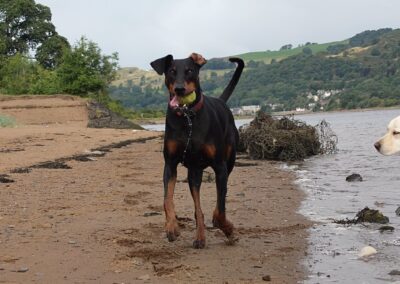 Doberman running with ball