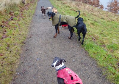 dogs on a path