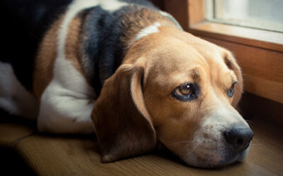 Dog_in_mourning_Helping_our_pe grieving dog