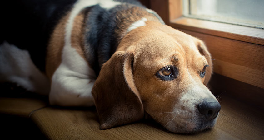 grieving dog