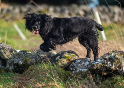 small black cocker spaniel