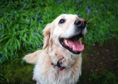 happy golden retriever