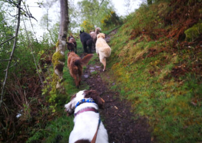 walking dogs uphill