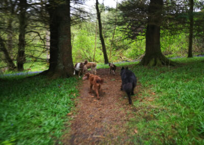 walking dogs in finlaystone