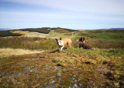 dogs on top of a hill