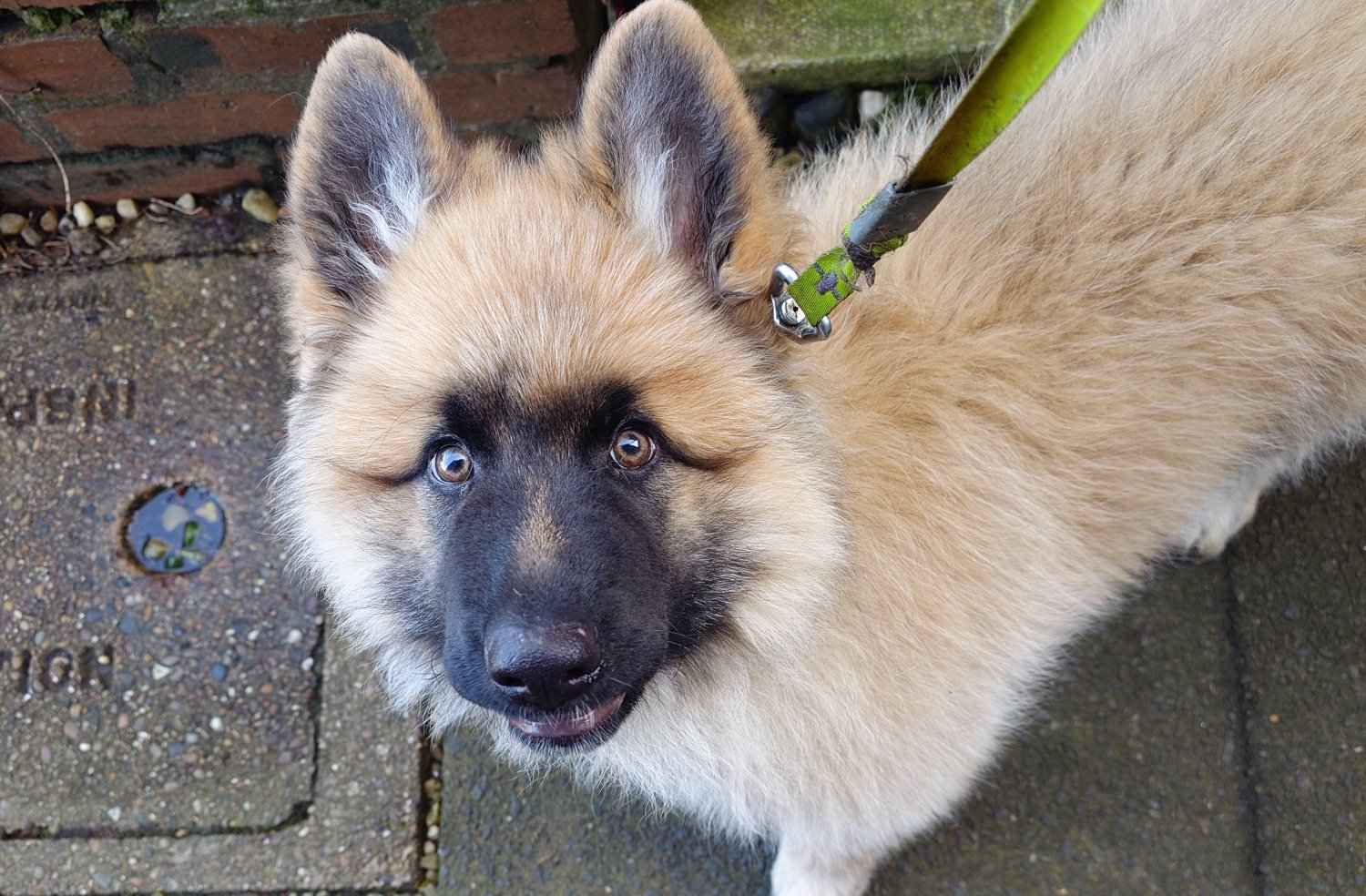 german shepherd puppy looking at camera