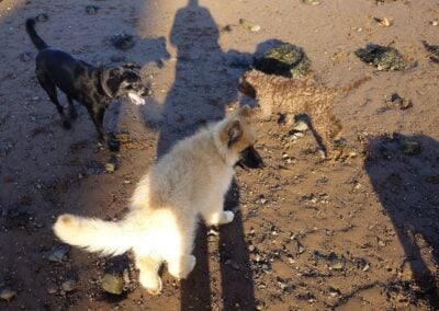 3 dogs on a beach